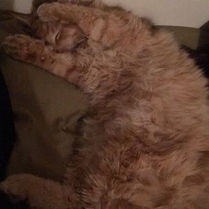 Meet your Posher, Brittany